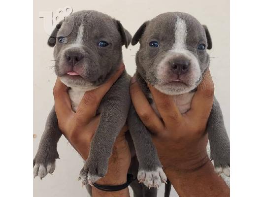 PoulaTo: Υπέροχα κουτάβια PITBULL