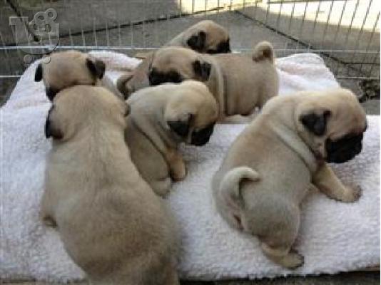 PoulaTo: Ειδικά μικρά Pug κουτάβια