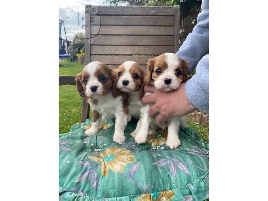 υπέροχα κουτάβια King Charles Spaniel