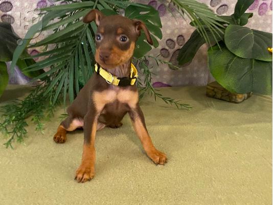 PoulaTo: Pinscher miniature Chocolate cream - Πίντσερ μινιατούρα Σοκολατί κρεμ