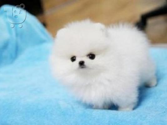 PoulaTo: Akc Purebred Pomeranian κουτάβια θηλυκά και αρσενικά