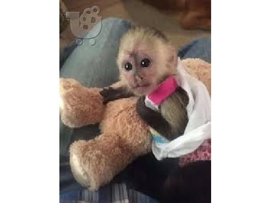 PoulaTo: μωρό capuchin μωρό