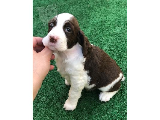 PoulaTo: English Springer Spaniel