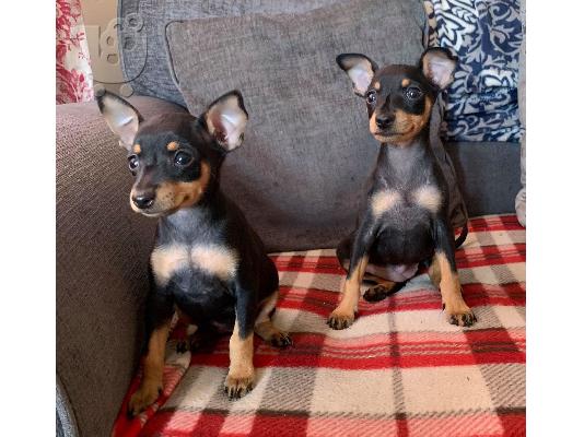 PoulaTo: Pinscher mini