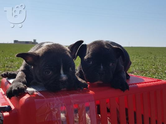 PoulaTo: French bulldog black