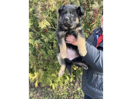 PoulaTo: German shepherd