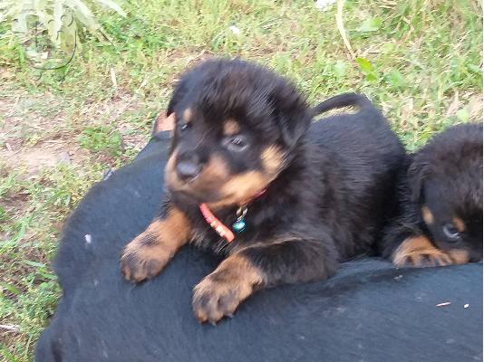 Αρσενικό Rottweiler 50 ημερών άριστα μορφολογικά .