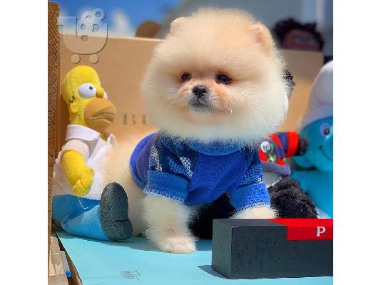 PoulaTo: Γλυκά μικρά Pomeranian κουτάβια