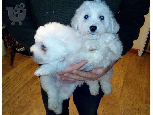 PoulaTo: Cute Bichon Frise Puppies Διαθέσιμο προς πώληση
