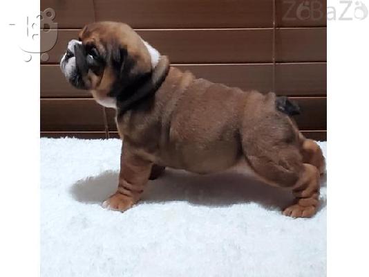 English bulldog puppies with very exploring an playfull skills full of energy