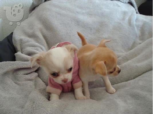PoulaTo: Τσιουαουα μινι λευκο - Chihuahua mini white