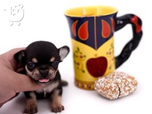 κουτάβια chihuahua