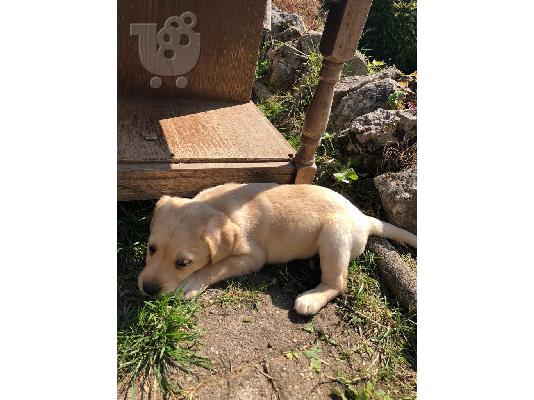 PoulaTo: Σούπερ λατρευτές κουτάβια λαμπραντόρ