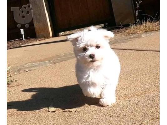 PoulaTo: Κουτάβια της Μάλτας/ Maltese