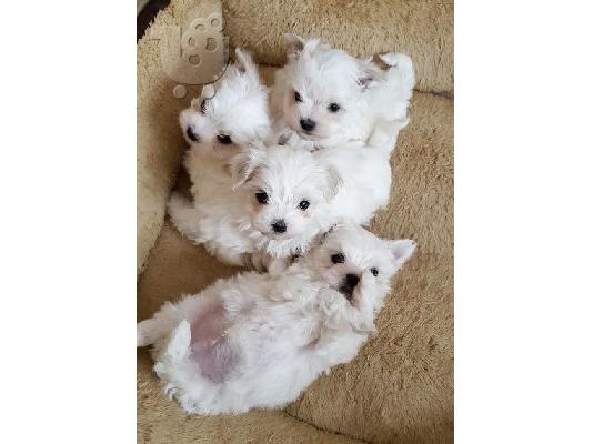 PoulaTo: Μαλτέζ μίνι (Maltese mini)