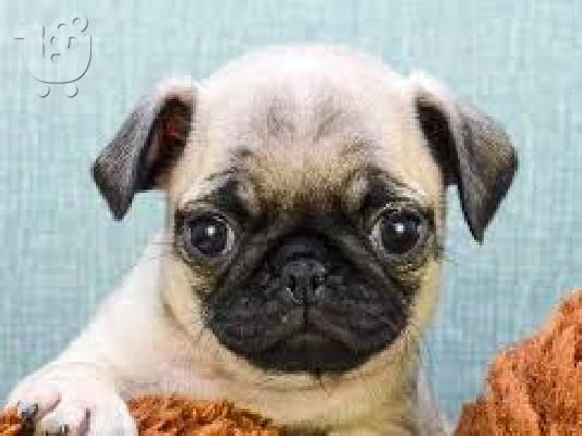 pug mopse