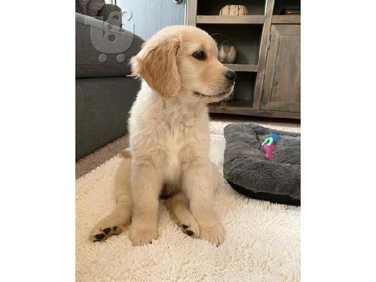 PoulaTo: Δοκιμασμένα σε υγεία κουτάβια Golden Retriever