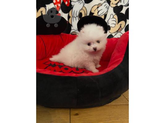 PoulaTo: Boo Mini Pomeranian