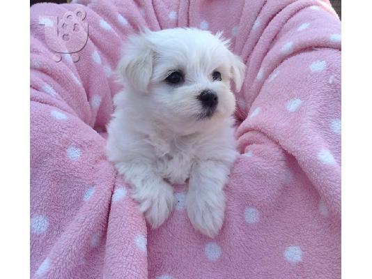 Γεια σας, εδώ έχουμε 2 υπέροχα κουτάβια Pomeranian, 1