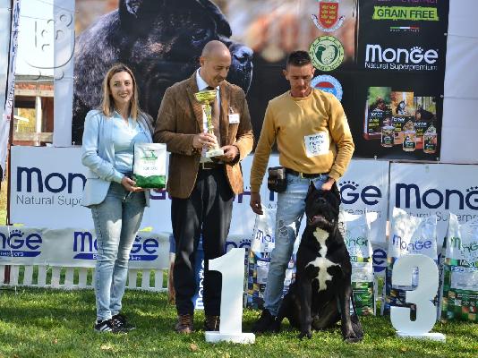 Cane Corso κουτάβια
