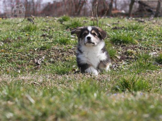 Pembroke Welsh Corgi κουτάβια