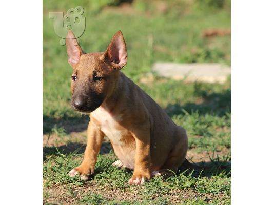Standard Bull Terrier κουτάβια