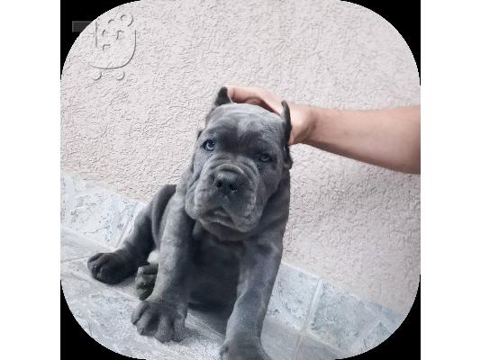 Cane Corso κουταβια ΣΥΣΤΑΣΗ