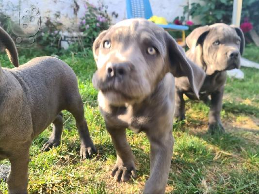 CANE CORSO όμορφα κουτάβια