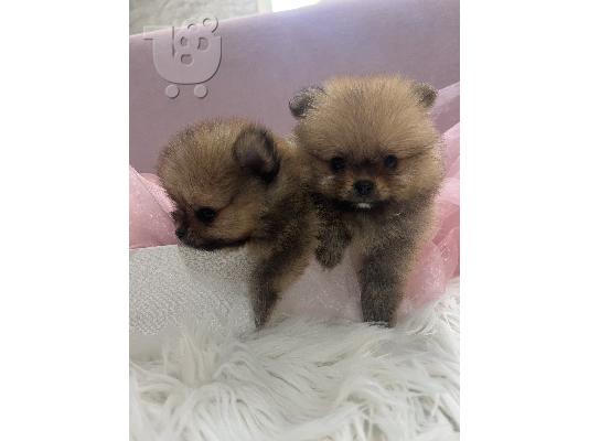Pomeranian BOO κουτάβια