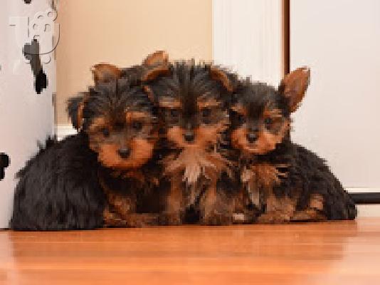 PoulaTo: Yorkshire Terrier Mini