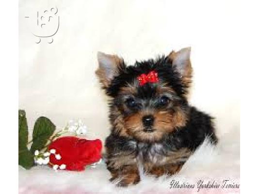Χαριτωμένα κουτάβια Yorkie