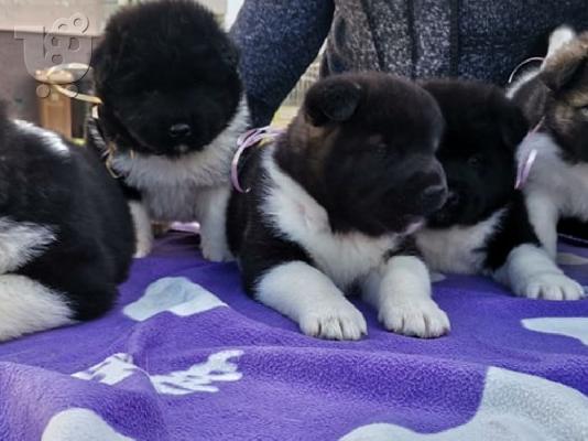 PoulaTo: θέση να ανακοινώσω ότι το θηλυκό μας PURE AMERICAN AKITA