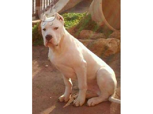 Dogo Argentino Θηλυκο 2 μηνων εμβολιασμενο.