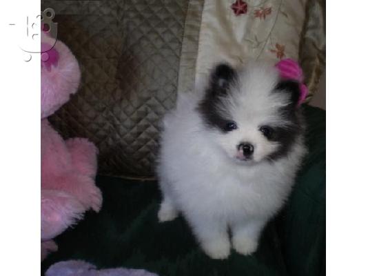 PoulaTo: Δύο φοβερό Pomeranian κουτάβια