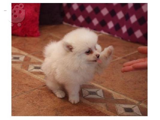 PoulaTo: Pomeranian κουτάβια! ΠΟΛΥ χνουδωτό