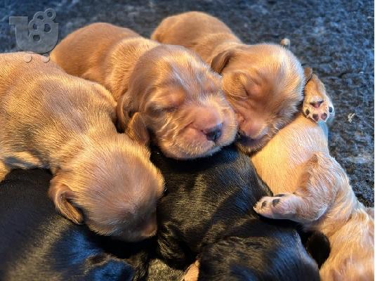 Κουτάβια English Cocker Spaniel