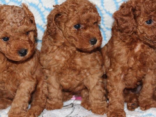 PoulaTo: Poodle apricot toy - Κανίς βερυκοκί τόι