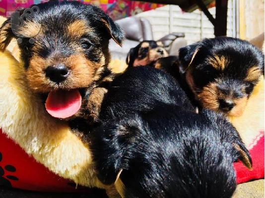 PoulaTo: Μικρά κουτάβια Yorkie
