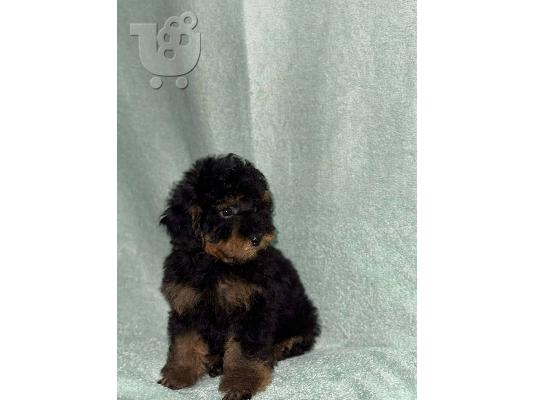 Μαύροι και Καφέ Toy Poodle