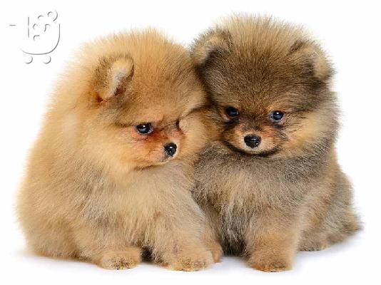 PoulaTo: Pomeranian mini