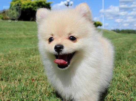 PoulaTo: Γλυκά μικρά Pomeranian κουτάβια