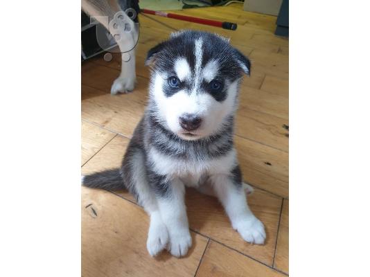 PoulaTo: Πωλούνται κουτάβια Siberian Husky.