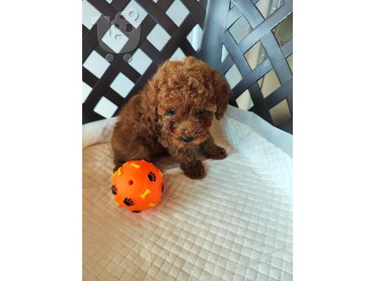 Poodle apricot toy - Κανίς βερυκοκί τόι