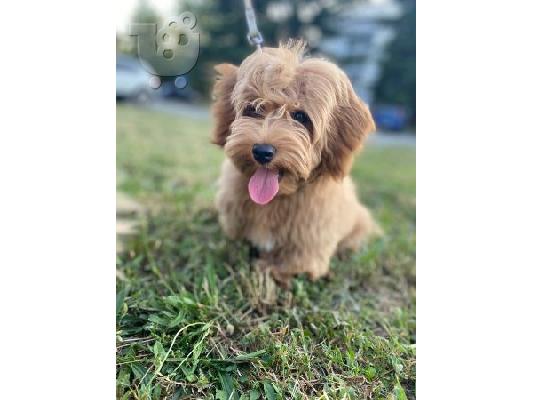 Havanese Bichon αρσενικό διαθέσιμο για αναπαραγωγή