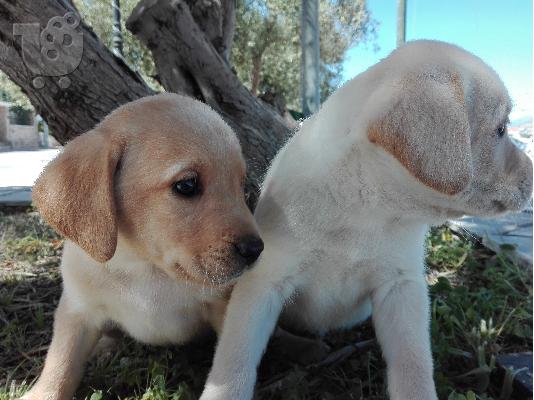 labrador koutavakia