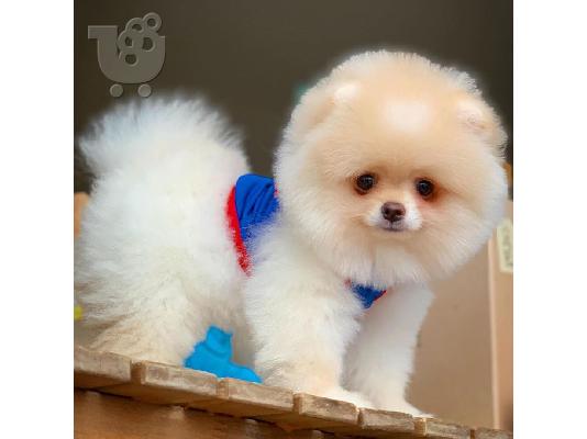 PoulaTo: Στοργικό Pomeranian Διαθέσιμο