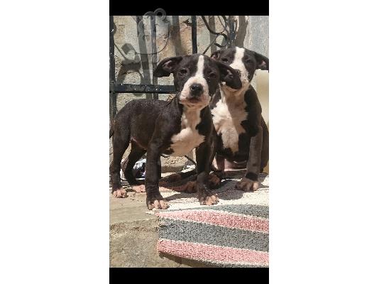 pitbull