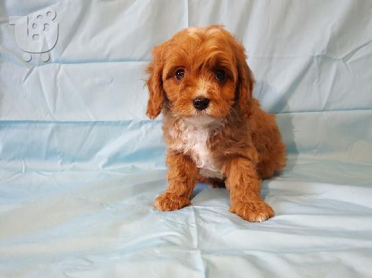 Διαθέσιμα χαριτωμένα κουτάβια Cavapoo.