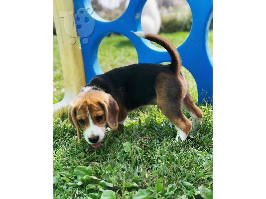 Πώληση κουτάβια Nice Beagle.