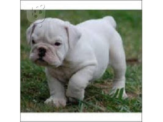 PoulaTo: englishbull κουτάβια για € 300